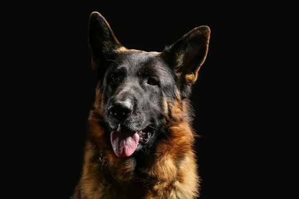 Perro Pastor Alemán Sobre Fondo Negro — Foto de Stock