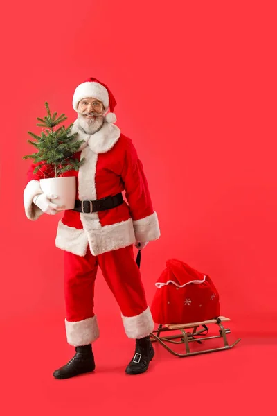 Santa Claus Saniami Choinki Tle Koloru — Zdjęcie stockowe