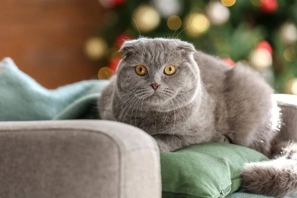 かわいいですスコティッシュFold猫ホーム上のクリスマスEve — ストック写真