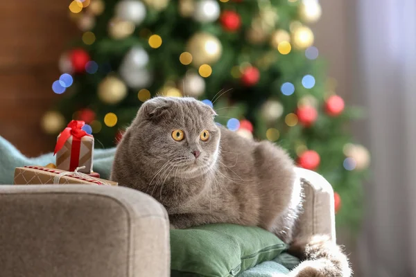 かわいいですスコティッシュFold猫ホーム上のクリスマスEve — ストック写真