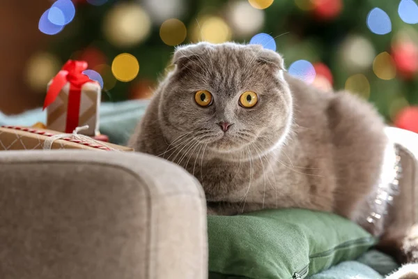 Niedliche Scottish Fold Katze Hause Heiligabend — Stockfoto