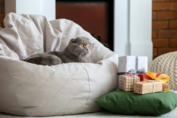 Cute Scottish Fold Cat Fireplace Christmas Eve — Stock Photo, Image