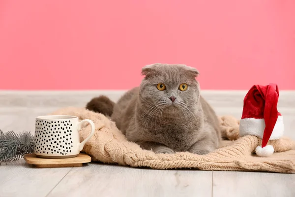 Niedliche Scottish Fold Katze Mit Weihnachtsmütze Tasse Tee Und Plaid — Stockfoto