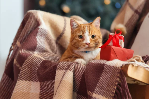 Niedliche Rote Katze Mit Weihnachtsgeschenken Auf Sessel — Stockfoto