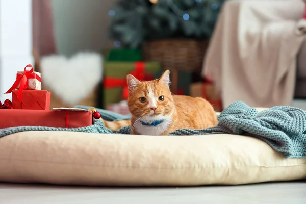 Милая Красная Кошка Дома Канун Рождества — стоковое фото