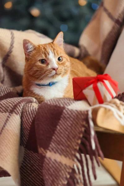 Niedliche Rote Katze Mit Weihnachtsgeschenken Auf Sessel — Stockfoto