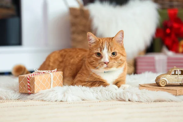Cute Red Cat Home Christmas Eve — Stock Photo, Image