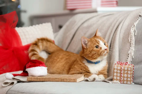 Niedliche Rote Katze Mit Weihnachtsmütze Geschenk Und Buch Auf Dem — Stockfoto