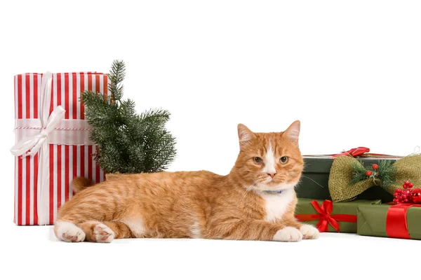 Cute Red Cat Christmas Gifts White Background — Stock Photo, Image