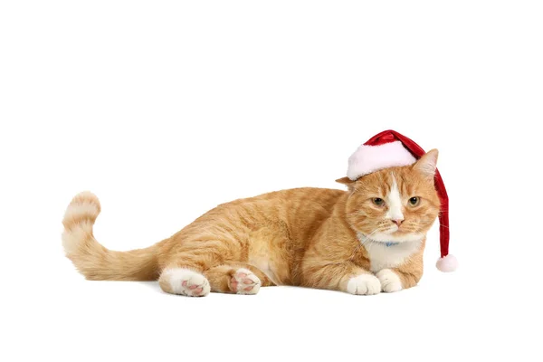 Roztomilý Červená Kočka Santa Klobouk Bílém Pozadí — Stock fotografie