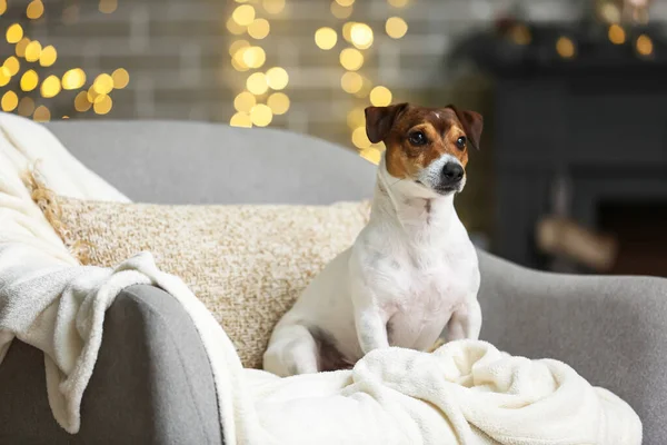 Sød Jack Russel Terrier Hjemme Juleaften - Stock-foto