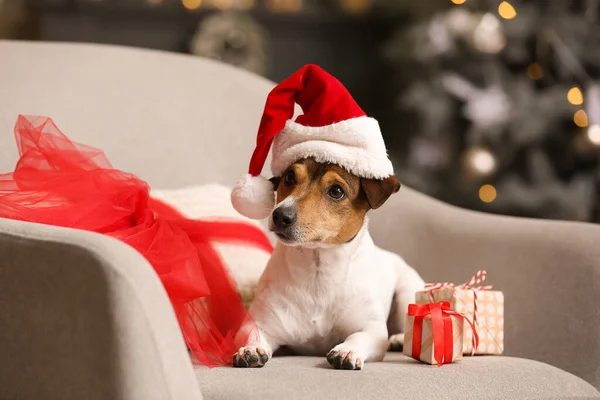 Netter Jack Russel Terrier Mit Weihnachtsmütze Und Weihnachtsgeschenken Heimischen Sessel — Stockfoto