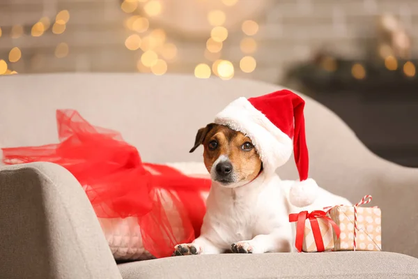 Χαριτωμένο Jack Russel Terrier Σάντα Καπέλο Και Δώρα Χριστουγέννων Στην — Φωτογραφία Αρχείου