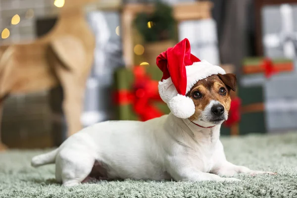 Niedlicher Jack Russel Terrier Mit Weihnachtsmütze Hause Heiligabend — Stockfoto