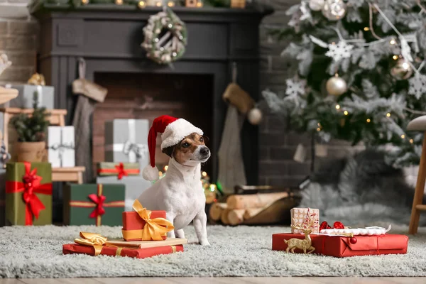 Lindo Jack Russel Terrier Santa Sombrero Con Regalos Navidad Casa — Foto de Stock