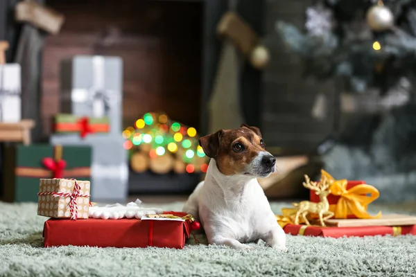 Cute Jack Russel Terrier Prezentów Świątecznych Domu — Zdjęcie stockowe