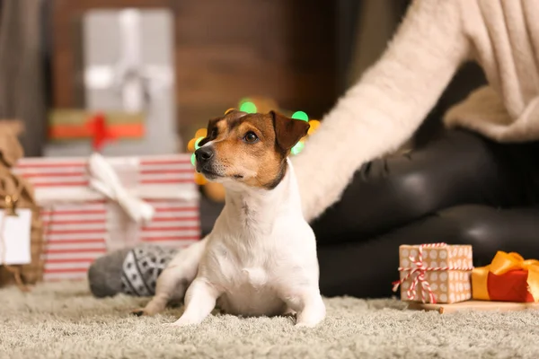 Lindo Jack Russel Terrier Con Propietario Casa Víspera Navidad —  Fotos de Stock