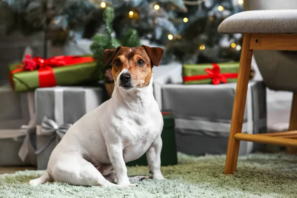 Χαριτωμένος Jack Russel Terrier Στο Σπίτι Παραμονή Χριστουγέννων — Φωτογραφία Αρχείου