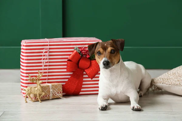 Bonito Jack Russel Terrier Com Presentes Natal Perto Parede Cor — Fotografia de Stock