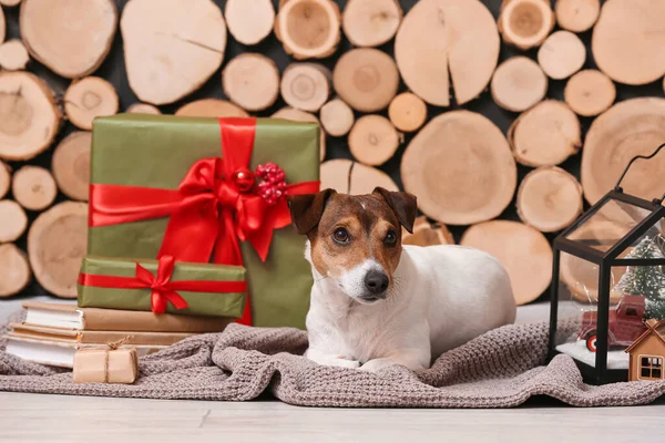 Cute Jack Russel Terrier Christmas Gifts Books Lantern Wooden Wall — Stock Photo, Image