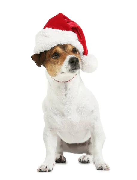 Söt Jack Russel Terrier Santa Hatt Vit Bakgrund — Stockfoto