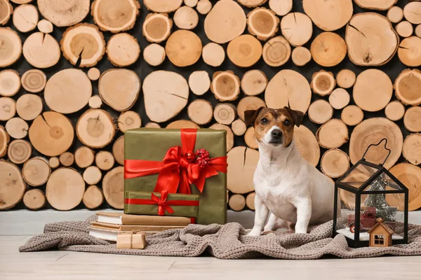 Cute Jack Russel Terrier Christmas Gifts Books Lantern Wooden Wall — Stock Photo, Image