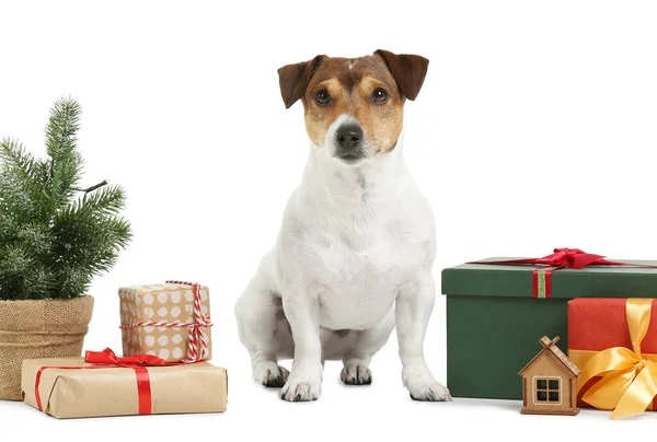 Cute Jack Russel Terrier Christmas Gifts White Background — Stock Photo, Image