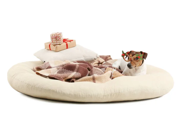 Mignon Jack Russel Terrier Avec Des Cadeaux Noël Couché Sur — Photo