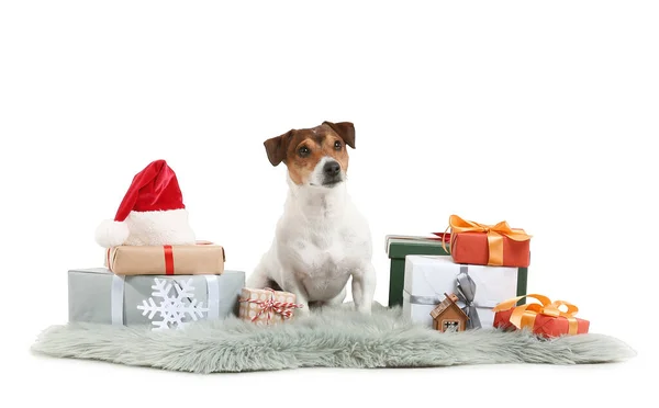 Cute Jack Russel Terrier Christmas Gifts White Background — Stock Photo, Image