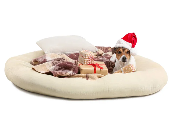 Cute Jack Russel Terrier Santa Hat Christmas Gifts Lying Cushion — Stock Photo, Image