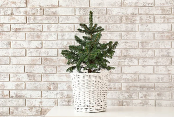 Mooie Kerstboom Pot Tafel Bij Lichte Bakstenen Muur — Stockfoto