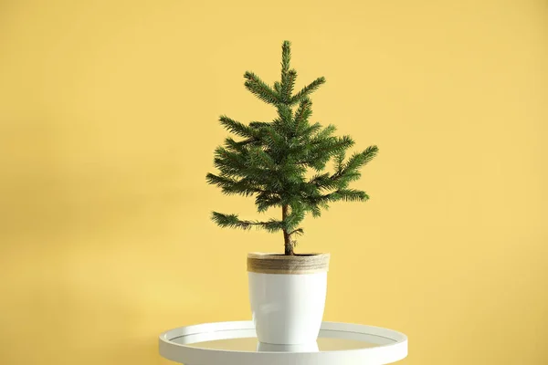 Beautiful Christmas Tree Pot Table Yellow Wall — Stock Photo, Image