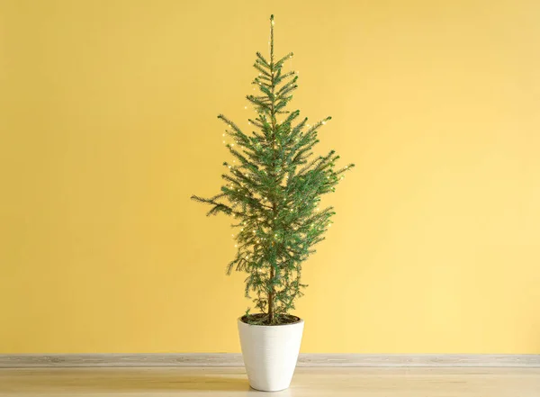 Sarı Duvarın Yanında Saksıda Güzel Bir Noel Ağacı — Stok fotoğraf