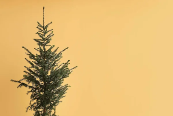 Όμορφο Χριστουγεννιάτικο Δέντρο Κοντά Κίτρινο Τοίχο Κοντινό Πλάνο — Φωτογραφία Αρχείου