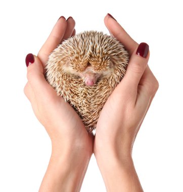 Beyaz arka planda sevimli kirpi tutan bir kadın.