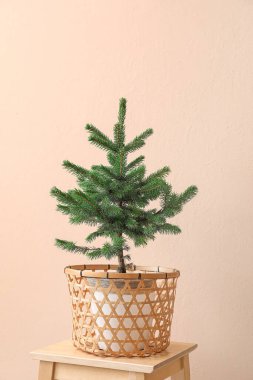 Bej duvarın yanındaki masada saksıda güzel bir Noel ağacı