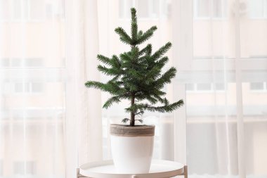 İçerideki masada saksıdaki güzel Noel ağacı.