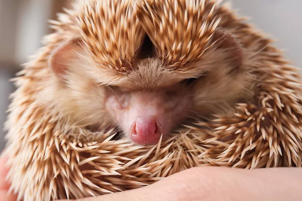 Vrouw Met Schattig Egel Close — Stockfoto