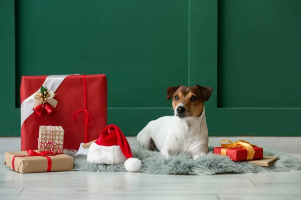 Netter Jack Russel Terrier Mit Weihnachtsgeschenken Der Nähe Der Farbwand — Stockfoto
