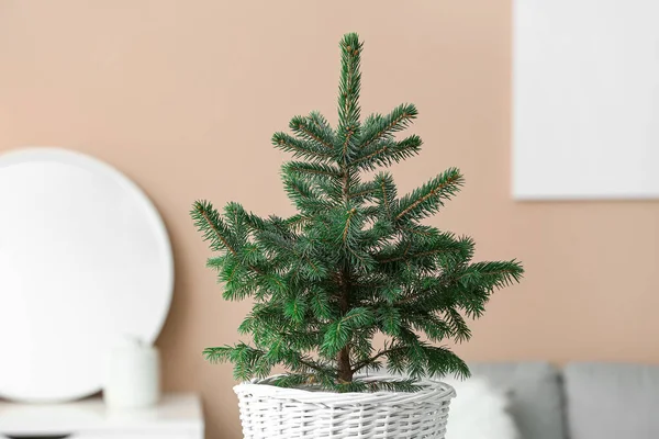 Beautiful Christmas Tree Pot Indoors — Stock Photo, Image
