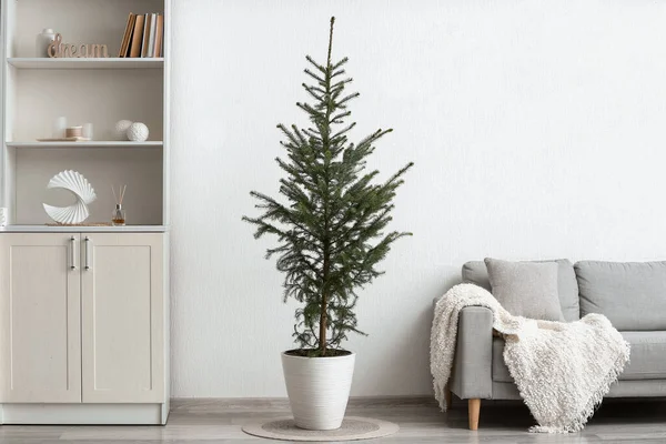 Schöner Weihnachtsbaum Topf Regal Und Bequemes Sofa Drinnen — Stockfoto