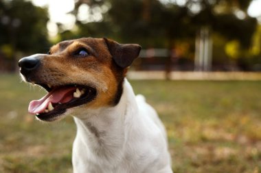 Şirin Jack Russel Teriyer parkta, yakın plan.
