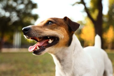 Şirin Jack Russel Teriyer parkta, yakın plan.