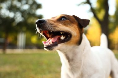 Şirin Jack Russel Teriyer parkta, yakın plan.