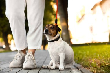 Dışarıda tasmalı şirin Jack Russel Teriyeri 'ni gezdiren kadın.