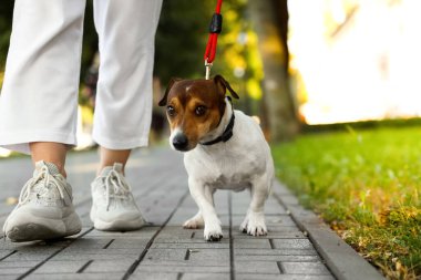 Dışarıda tasmalı şirin Jack Russel Teriyeri 'ni gezdiren kadın.