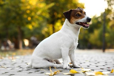 Sevimli Jack Russel teriyeri dışarıda kaldırım taşlarının üzerinde oturuyor.