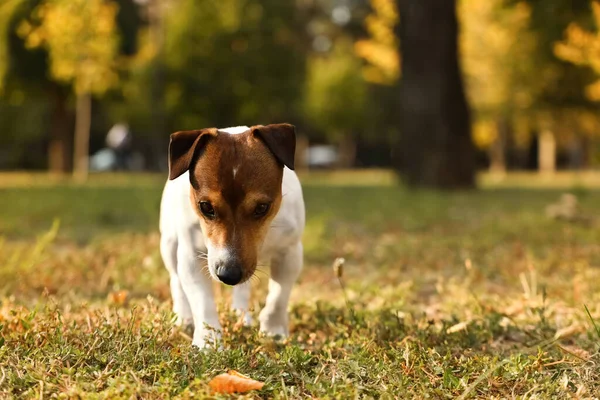 Cute Jack Russel Terrier Walking Park — Stock Photo, Image