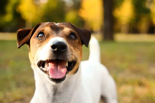 Cute Jack Russel Terrier Park Closeup — Stock Photo, Image