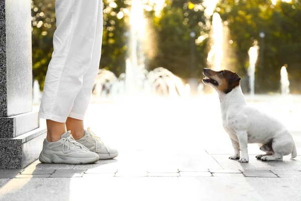 Cute Jack Russel Terrier Owner Fountain Outdoors — Stock Photo, Image